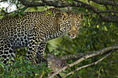 Leopard (Panthera pardus) mit Dik-dik (Madoqua) Beute im Baum, Maasai Mara National Reserve, Kenia