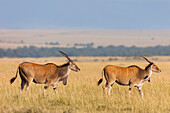 Elenantilopen (Taurotragus oryx) in der Savanne, Maasai Mara Nationalreservat, Kenia