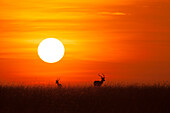 Two Impala (Aepyceros melampus) silhouetted at sunrise, Maasai Mara National Reserve, Kenya, Africa.