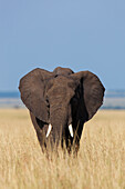 Afrikanischer Elefant (Loxodonta africana) in der Savanne, Maasai Mara Nationalreservat, Kenia, Afrika