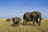 African Bush Elephant (Loxodonta africana) Mother with Calf, Maasai Mara National Reserve, Kenya, Africa