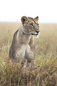 Lioness (Panthera leo) in the Rain, Maasai Mara National Reserve, Kenya, Africa
