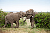 Afrikanischer Buschelefant (Loxodonta africana) Bullen im Kampf, Maasai Mara National Reserve, Kenia, Afrika