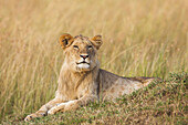 Männlicher junger Löwe (Panthera leo), Maasai Mara National Reserve, Kenia