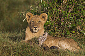 Junger männlicher Löwe (Panthera leo), Maasai Mara National Reserve, Kenia