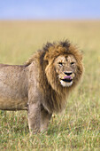 Porträt eines großen männlichen Löwen (Panthera leo), Maasai Mara National Reserve, Kenia