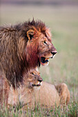 Afrikanische Löwen (Panthera leo) nach der Fütterung, Maasai Mara National Reserve, Kenia