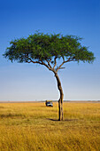 View of acacia tree and safari jeep, Maasai Mara National Reserve, Kenya