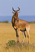 Koks-Kuhantilope (Alcelaphus buselaphus cokii), Maasai Mara Nationalreservat, Kenia, Afrika