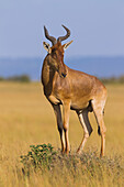 Coke's Hartebeest (Alcelaphus buselaphus cokii), Maasai Mara National Reserve, Kenya, Africa