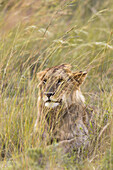 Männlicher Löwe (Panthera leo) im hohen Gras, Maasai Mara Nationalreservat, Kenia, Afrika
