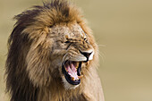 Porträt eines männlichen Löwen (Panthera leo), Maasai Mara National Reserve, Kenia, Afrika