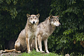 Östliche Wölfe (Canis lupus lycaon) im Wildpark, Bayern, Deutschland
