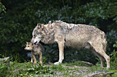 Timberwölfe (Canis lupus lycaon), erwachsen mit Jungtier, Wildschutzgebiet, Bayern, Deutschland
