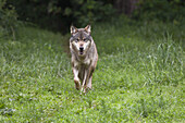 Europäischer Grauwolf, Canis lupus lupus, Deutschland