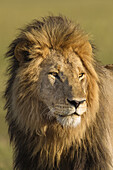 Porträt eines männlichen Löwen (Panthera leo), Maasai Mara Nationalreservat, Kenia, Afrika