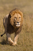 Porträt eines männlichen Löwen (Panthera leo), der im Gras läuft, Maasai Mara National Reserve, Kenia, Afrika