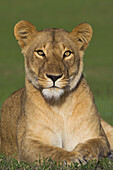 Porträt einer Löwin (Panthera leo), Maasai Mara Nationalreservat, Kenia, Afrika