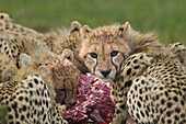 Mother Cheetah (Acinonyx jubatus) with half grown Cubs Feeding, Maasai Mara National Reserve, Kenya, Africa