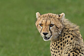 Porträt eines jungen Geparden (Acinonyx jubatus), Maasai Mara National Reserve, Kenia, Afrika
