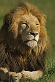 Porträt eines männlichen Löwen (Panthera leo), Masai Mara National Reserve, Kenia