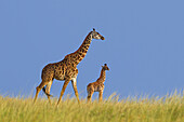 Masai-Giraffe (Giraffa camelopardalis tippelskirchi), Mutter mit Kalb, Masai Mara Nationalreservat, Kenia