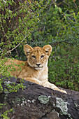 Porträt eines Löwenjungen auf einem Felsen liegend, Masai Mara National Reserve, Kenia