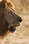 Porträt eines männlichen Löwen (Panthera leo), Masai Mara Nationalreservat, Kenia