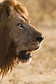 Portrait of Male Lion (Panthera leo), Masai Mara National Reserve, Kenya