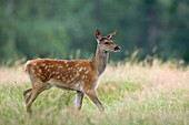 Young Red Deer (Cervus elaphus) in Field, Germany