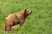 European Brown Bear (Ursus arctos arctos), Germany