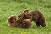 European Brown Bears (Ursus arctos arctos) Playing, Germany