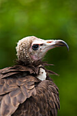 Portrait of Hooded Vulture (Necrosyrtes monachus), Germany