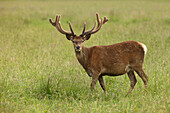 Rothirsch (Cervus elaphus), Deutschland