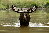 Porträt eines Elchs (Alces alces) im Wasser, Deutschland