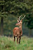 Junger Rothirsch (Cervus elaphus), Deutschland