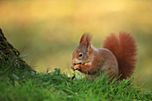 European Red Squirrel (Sciurus vulgaris) with Hazelnut, Germany