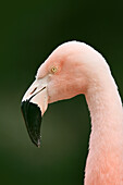 Nahaufnahme Porträt eines Chilenischen Flamingos (Phoenicopterus chilensis), Deutschland