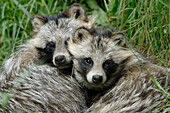 Close-up Portrait of Two Raccoon Dogs (Nyctereutes procyonoides) Snuggled Together, Hesse, Germany