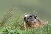 Nahaufnahme Porträt Alpenmurmeltier (Marmota marmota), Nationalpark Hohe Tauern, Österreich