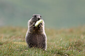 Junges Alpenmurmeltier (Marmota marmota) beim Essen, Nationalpark Hohe Tauern, Österreich