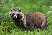 Porträt eines Waschbärenhundes (Nyctereutes procyonoides), Hessen, Deutschland