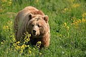 Porträt des Europäischen Braunbären (Ursus arctos arctos), Deutschland