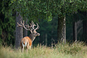 Porträt des Rothirsches (Cervus elaphus), Deutschland