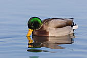 Mallard Duck (Anas platyrhynchos) on Water, Germany