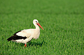 White Stork (Ciconia ciconia) Standing in Grass, Germany