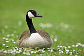 Canada Goose (Branta canadensis) lying in Meadow, Germany