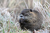 Nasenbär (Myocastor coypus) im Gras, Deutschland