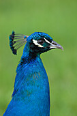 Portrait of Male Peacock (Pavo cristatus), Germany