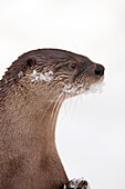 European River Otter (Lutra lutra) in Winter, Germany